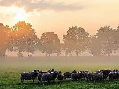 Morgendlicher Schnappschuss auf dem Weg zur Arbeit: F&uuml;r so einen Sonnenaufgang f&auml;hrt Kerstin Engraf gerne mal an der Overlaher Stra&szlig;e rechts ran und holt die kleine Kamera aus der Handtasche.