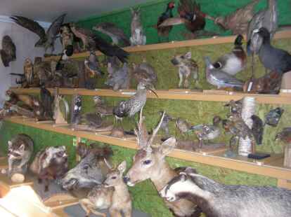 Die J&auml;gerschaft gab indes einen &Uuml;berblick &uuml;ber andere heimische Tiere als den Karpfen. Mehr Bilder zeigt N@chbar Falko Witte in seinem Album auf mein-grossenkneten.de.