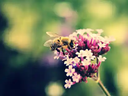Bei diesem Foto hat man das Gef&uuml;hl der Sommer  w&auml;re zur&uuml;ckkehrt. Der  Park der G&auml;rten in Bad Zwischenahn zeigt selbst im weiter fortgeschrittenen Jahr  seine sch&ouml;nsten Seiten.