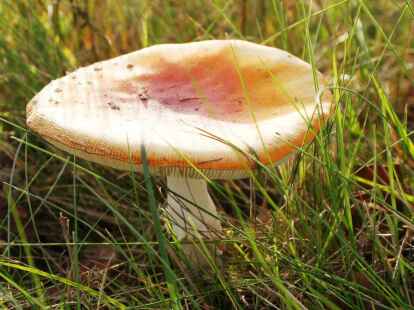 Unterwegs gibt es jedoch nicht nur Tiere zu bestaunen, sondern auch Pilze, die jetzt vielerorts aus dem Boden sprie&szlig;en. Noch mehr Bilder von der Radtour gibt es in dem Album von N@chbar Dirk Busker auf mein-rastede.de zu sehen.