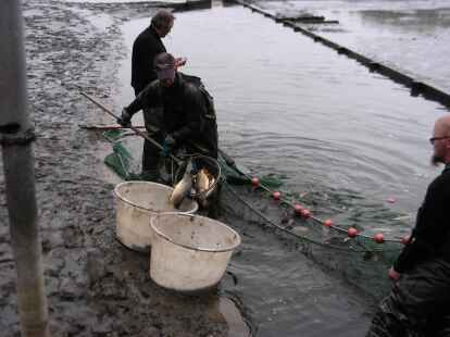 Eine matschige und nasse Angelegenheit, doch  Spa&szlig; war nat&uuml;rlich auch dabei. Der Verkehrsverein Gro&szlig;enkneten lud zum Abfischen der Ahlhorner Fischteiche ein.