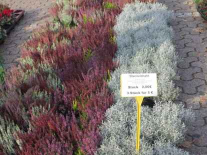 Das ist aber mal ein eigenartiger Stacheldraht, und doch passt er sehr gut zur Heide in einen herbstlichen Garten.