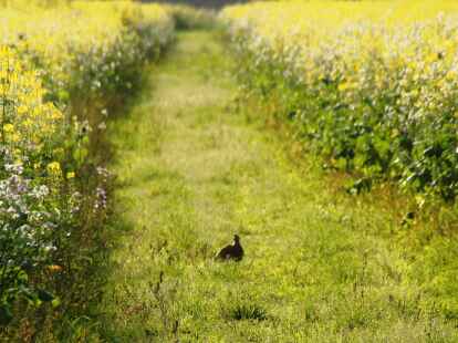 Nicht so diese Ente, die einen Spaziergang durch die noch sommerlich anmutenden Rapsfelder unternahm.