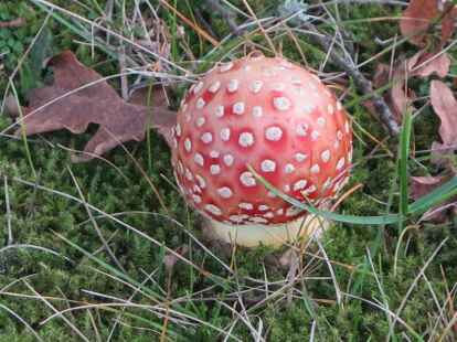 Auch der Herbst ist bunt! In manchen G&auml;rten zeigt sich gerade zum Herbst eine riesige  Farbvielfalt. So sprie&szlig;en auch die typisch rot-wei&szlig;en Fliegenpilze vielerorts aus dem Boden.