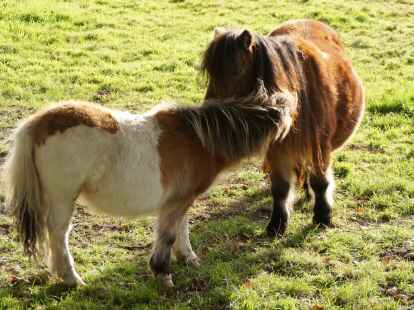 Was man bei einer Fahrradtour durch den Nordwesten alles so entdecken  kann. Diese Ponys sind jetzt schon f&uuml;r den Winter vorbereitet, sie haben sich ordentlich Winterfell zugelegt.