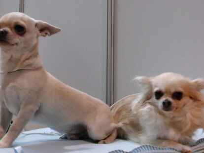 Mensch, Jungs, habt ihr die Nacht durchgemacht, oder woher kommen die Ringe unter den Augen? Das wird es wohl nicht gewesen sein, was bei den beiden Hunden auf der Messe &bdquo;Mein Tier&ldquo; in den Oldenburger Weser-Ems-Hallen f&uuml;r die dunklen Augen gesorgt hat.