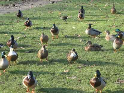 Die N@chbarn beobachteten Tiere aber nicht nur unter dem Hallendach. Diese Enten fotografierte N@chbar Werner Fuhlrott am Ellernteich in Rastede.
