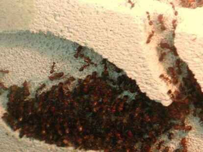 Und wer glaubt, auf der &bdquo;Mein Tier&ldquo; h&auml;tten nur gro&szlig;e Tiere das Interesse der Besucher auf sich gezogen, irrt. Einen Blick in einen Ameisenbau und mehr zeigt N@chbar Uwe Haesihus in seinem Album auf mein-oldenburg.de.