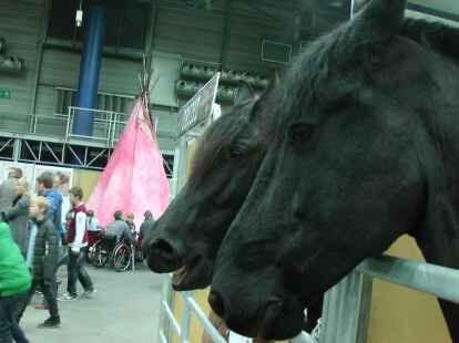 Noah h&auml;tte hier jede Menge Bewerber f&uuml;r seine Arche gefunden. Zwei Pferde waren zumindest mit dabei.