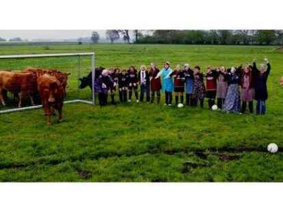 Fussballdamen TV Falkenburg - Der Schuss d&uuml;rfte sitzen, die Tor-Kuh ist unaufmerksam. Die Fu&szlig;ballerinnen des TV Falkenburg wollen nicht mehr im Kampf um ein Spielfeld gegen K&uuml;he antreten. BILD: PRIVAT