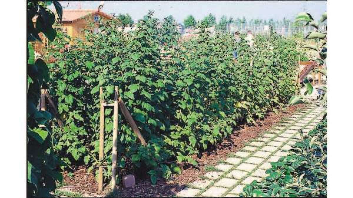 zitrusbäume düngen FARBIO® Citrus Dünger main image 1