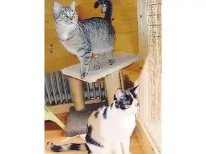 Zwei Notf&auml;lle: Suse (oben) und Tinka