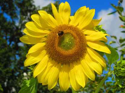 Und die Sonnenblume inklusive Hummelbesuch zeigt sich im August in ihrer vollen Pracht. Mehr Kalendermotive zeigt Heinz Friedrichs in seinem Album auf mein-wiefelstede.de.