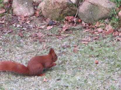 Auf die Lauer legten sich die N@chbarn Irmtraut und Werner Fuhlrott, die ihren treuen Mitbewohner aus dem Garten bei der Futtersuche beobachteten. Weitere Eindr&uuml;cke aus dem Wintergarten gibt es auf mein-oldenburg.de.