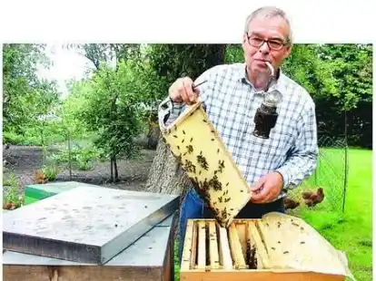 Friedrich H&uuml;benthal verlor vor zwei Jahren 40 Prozent seiner V&ouml;lker. Mit der Imkerpfeife sorgt er daf&uuml;r, dass die Bienen nicht zu nahe kommen.