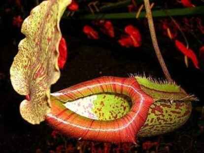 Bild von NWZ-Leser Alfred Ro&szlig;kamp