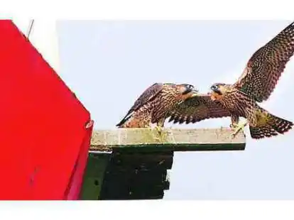 Bei der Tagung in der Wildtierauffangstation in Rastede drehte sich alles um den Wanderfalken.