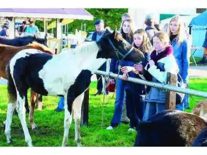 Begegnungen zwischen Pferd und Mensch: Rund 50 Tiere waren am Morgen aufgetrieben worden, im Laufe des Vormittags folgten weitere Pferde und Ponys, so dass wohl an die 75 Tiere auf die Sch&uuml;tzenwiese kamen.