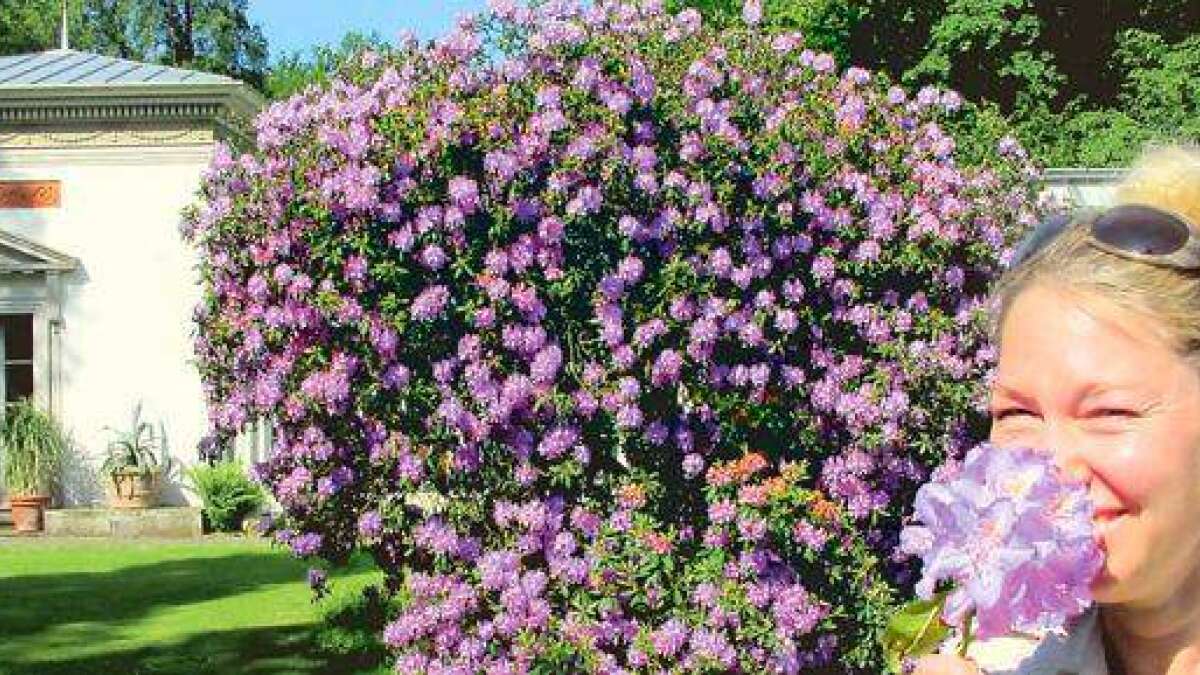 schmale thuja hecke Thuja Smaragd kaufen