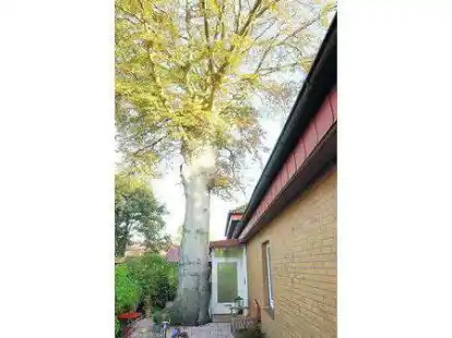 Auf den ersten Blick sieht die alte Rotbuche auf dem Grundst&uuml;ck der Familie Meiners noch pr&auml;chtig aus. Der Baum ist jedoch krank und muss deshalb gef&auml;llt werden.