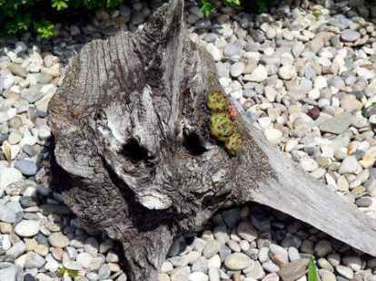 N@chbar Wolfgang Paul M&uuml;ller ist im Dienste der Kunst regelm&auml;&szlig;ig mit seiner Kamera unterwegs, um Bilder aufzusp&uuml;ren, die sich in Baumrinde verbergen.