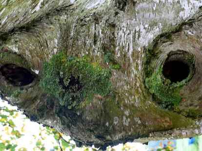 Bei diesem Streifzug wurden Fische, Eulen, Seepferde, Seehunde und einiges mehr enttarnt. Die ausdrucksstarken Objekte hat N@chbar Wolfgang Paul M&uuml;ller auf mein-edewecht.de in einer Bildergalerie zusammengestellt.