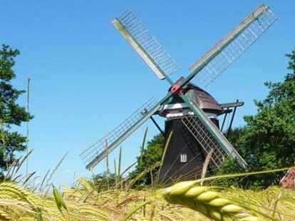 Dieses Getreide in S&uuml;darle hat es nicht weit bis zu seinem Verarbeitungsort. N@chbar Wolfgang Paul M&uuml;ller hat seinem Namen alle Ehre gemacht und seine sch&ouml;nsten M&uuml;hlenbilder in einer Galerie auf mein-edewecht.de zusammengestellt.