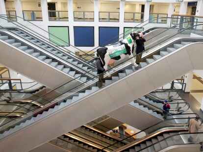 Kuh &bdquo;Elsa&ldquo;, Werbefigur des Erlebnisbauernhofs auf der Gr&uuml;nen Woche, f&auml;hrt  auf der Gr&uuml;nen Woche in Berlin mit zwei Helfern eine Rolltreppe im Pressezentrum hinab.