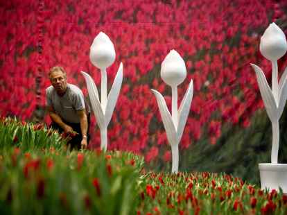 Ein Mann dekoriert   auf der Gr&uuml;nen Woche in Berlin den niederl&auml;ndischen Messestand mit Tulpen.