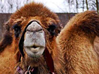 Kamele gab es in Westerstede allerdings nicht zu sehen. Denen ist stattdessen Wolfgang Paul M&uuml;ller bei seinem Besuch des Zirkus Renz in Edewecht begegnet.