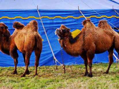 Kleiner Ausflug in die Zoologie: Bei diesen Trampeltieren (zweih&ouml;ckrige Kamele) handelt es sich bestens sichtbar nicht um Dromedare, die nur einen H&ouml;cker auf dem R&uuml;cken haben.