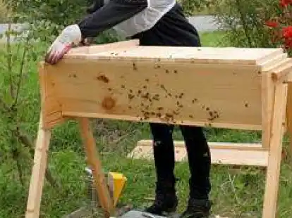 Ein Imker kontrolliert auf dem VW-Gel&auml;nde   ein Bienenvolk ist.