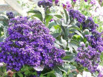Vanilleblume bringt Farbe ins Beet