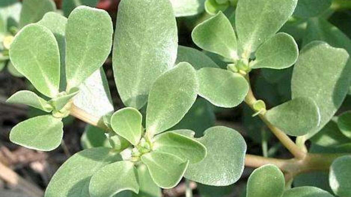 Portulak liefert viele Vitamine