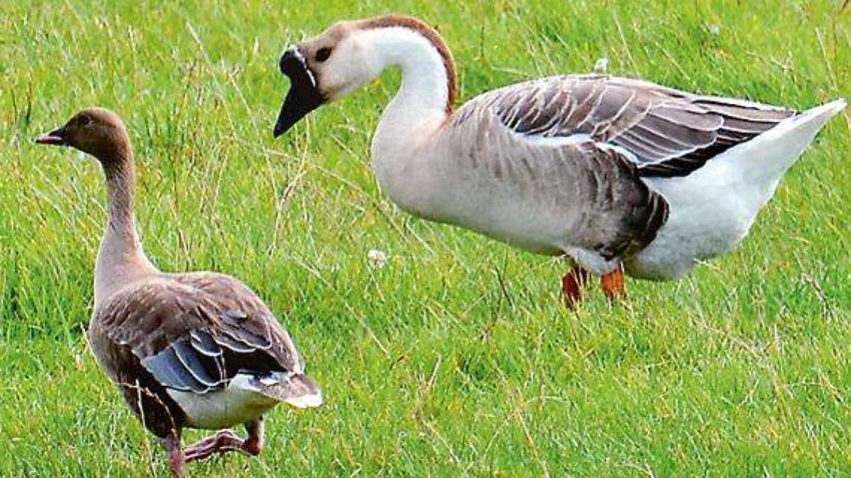 Treffen seltener Gänsearten