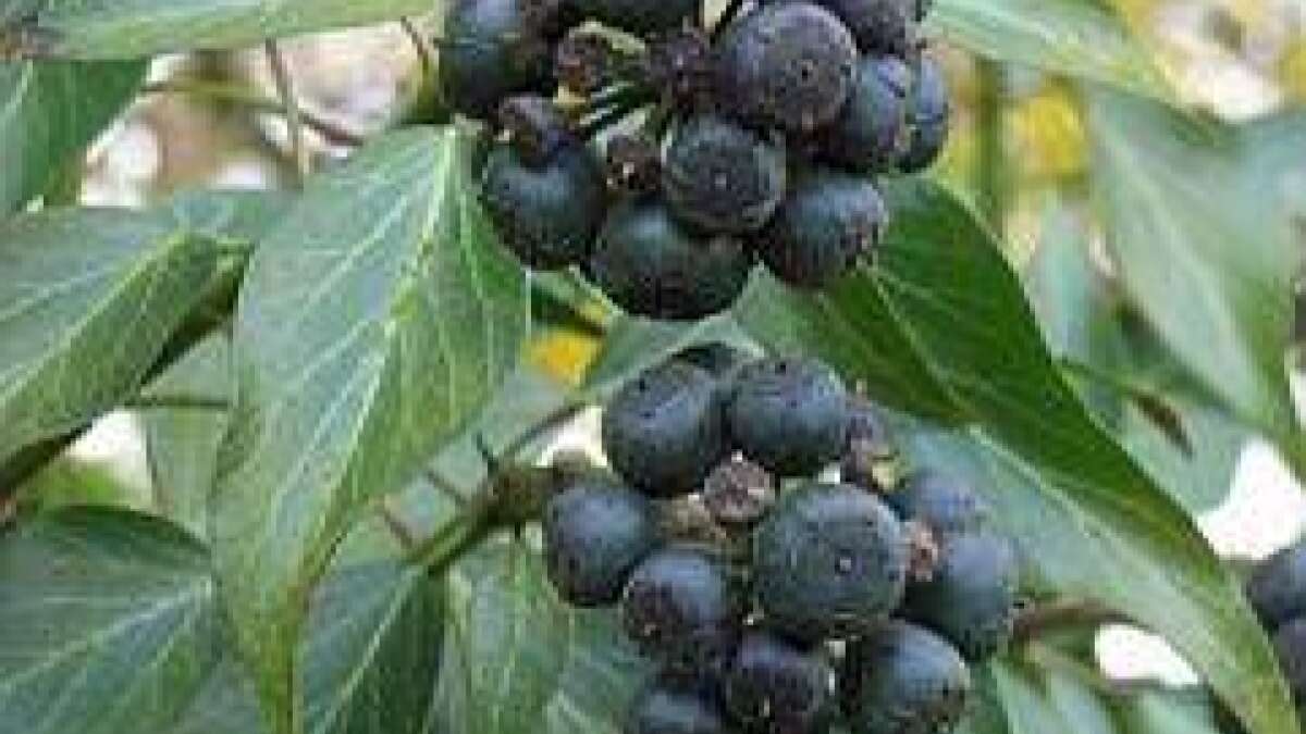 rote glanzmispel wikipedia Photinia fraseri 'Red Robin' / Rote Glanzmispel main image 0