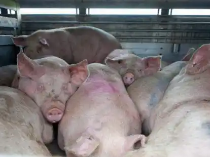 Schweine stehen und liegen  in einem Tiertransporter.