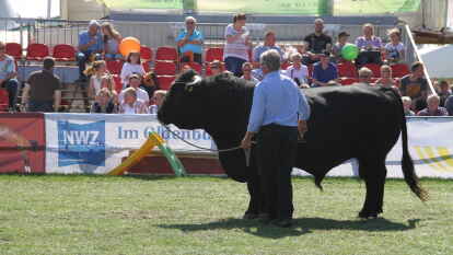 Die Agrar-und Freizeitmesse Landtage Nord erlebte am Sonntag bei bestem Sommerwetter einen Besucheransturm. Morgens ging es mit einem Gottesdienst los. Auch XXL-Ostfriese Tamme Hanken war mit seinem Kaltblut-Hengst Jumper in W&uuml;sting zu Gast.
