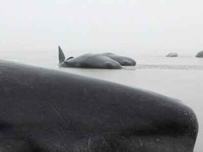 Trauriger Anblick: tote Pottwale vor dem Kaiser-Wilhelm-Koog