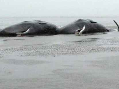 Trauriger Anblick: tote Pottwale vor dem Kaiser-Wilhelm-Koog