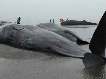 Acht  Pottwale verendeten im Wattenmeer vor dem Kaiser-Wilhelm-Koog in Schleswig-Holstein.