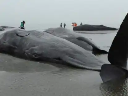 Acht  Pottwale verendeten im Wattenmeer vor dem Kaiser-Wilhelm-Koog in Schleswig-Holstein.