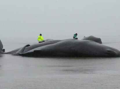 Trauriger Anblick: tote Pottwale vor dem Kaiser-Wilhelm-Koog