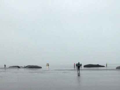 Trauriger Anblick: tote Pottwale vor dem Kaiser-Wilhelm-Koog