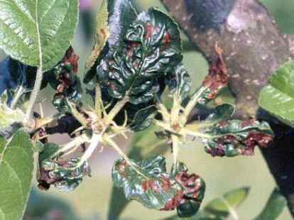 Ernteausfall durch Frostschden