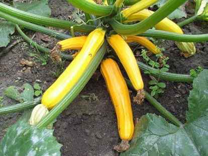 Dekorative Farbe: Die gelben Zucchinis sind  zarter und fester als die grünen.