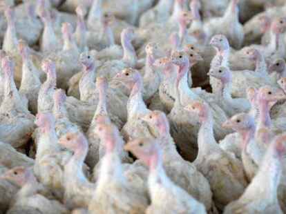 Junge Puten in einem Stall in Niedersachsen (Symbolbild)