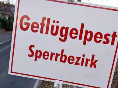 Wieder ein neuer Fall der Gefl&uuml;gelpest in Niedersachsen.