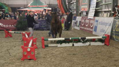 25 Fohlen wurden beim 27. Fohlenchampionat des Reitervereins Ganderkesee pr&auml;sentiert.