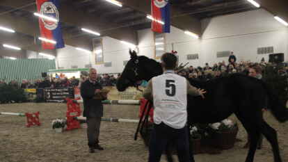 25 Fohlen wurden beim 27. Fohlenchampionat des Reitervereins Ganderkesee pr&auml;sentiert.